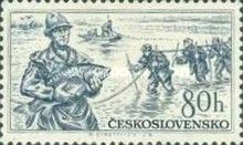 Fishermen, Common Carp (Cyprinus carpio)