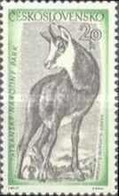 Chamois (Rupicapra rupicapra)