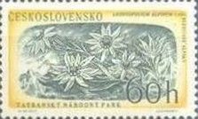 Edelwiess (Leontopodium alpinum)