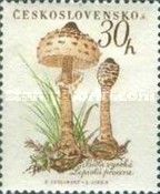 Parasol mushroom (Lepiota procera)