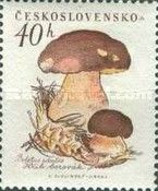 Pine bolet (Boletus pinophilus)