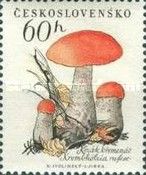 Orange-cap Boletus (Boletus versipellis)