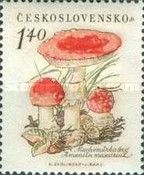 Fly amanita (Amanita muscaria)