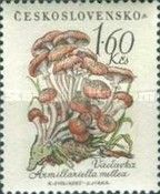 Honey fungus (Armillaria mellea)