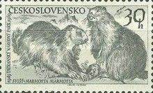 Alpine Marmot (Marmota marmota)
