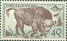 European Bison (Bison bonasus)