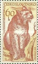 Eurasian Lynx (Lynx lynx)