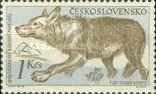 Wolf (Canis lupus)