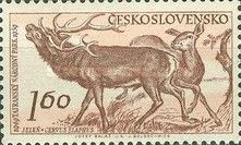 Red Deer (Cervus elaphus)