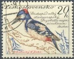 Great Spotted Woodpecker (Dendrocopos major pinetorum)