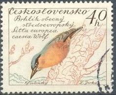 Eurasian Nuthatch (Sitta europaea caesia)