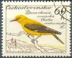 Golden Oriole (Oriolus oriolus)