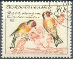 European Goldfinch (Carduelis carduelis)
