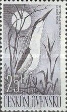 Black-crowned Night Heron (Nycticorax nycticorax)