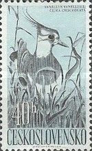 Northern Lapwing (Vanellus vanellus)
