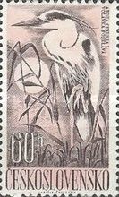 Grey Heron (Ardea cinerea)