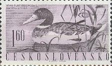Mallard (Anas platyrhynchos)