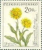 Daisy (Doronicum Clusii Tausch)