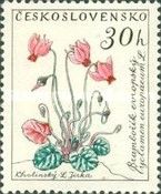 Cyclamen (Cyclamen europaeum L.)