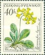Bear´s ear (Primula auricula L.)