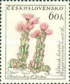 Netřesk horský, Sempervivum mont. L.