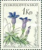 Hořec Clusiův (Gentiana clusii)