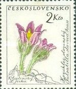 Koniklec slovenský, pulsatilla slavica REUSS