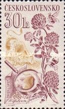 Jetel luční, Trifolium pratense L.