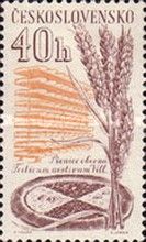 Wheat and bread