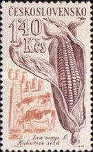 Corn and cattle