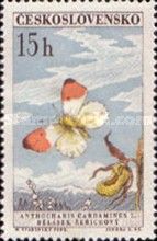 Orange Tip (Anthocharis cardamines)