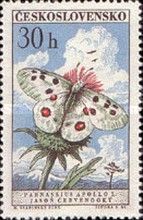 Apollo (Parnassius apollo)