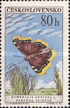 Camberwell Beauty (Nymphalis antiopa)