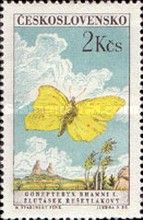 Brimstone (Gonepteryx rhamni)