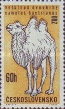 Bactrian Camel (Camelus ferus bactrianus)