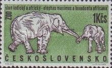 Asian Elephant (Elephas maximus)