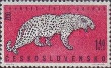 Leopard (Panthera pardus)