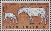 Przewalski’s Horse (Equus przewalskii)
