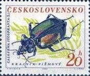 European Calosoma Beetle (Calosoma sycophanta)