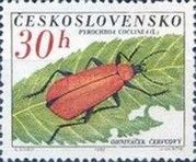 Cardinal Beetle (Pyrochroa coccinea)