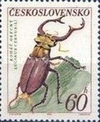 Stag Beetle (Lucanus cervus)