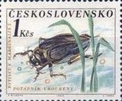 Great Diving Beetle (Dytiscus marginalis)