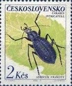 Blue Ground Beetle (Carabus intricatus)