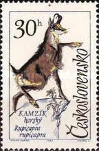 Chamois (Rupicapra rupicapra)