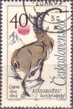 Alpine Ibex (Capra ibex)