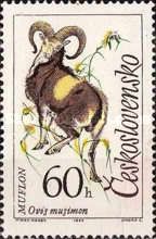 Mouflon (Ovis musimon)