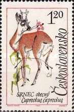 Western Roe Deer (Capreolus capreolus)