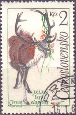 Red Deer (Cervus elaphus)