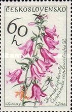 Creeping bellflower (Campanula rapunculoides)