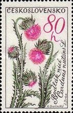 Nodding thistle (Carduus nutans)